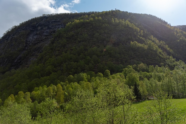 Foto gratuita skjolden noruega 16 de mayo de 2023 árboles