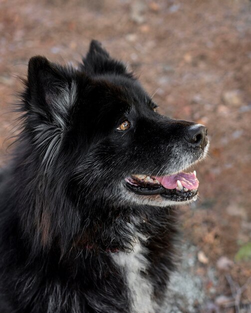 Smiley hermoso perro al aire libre