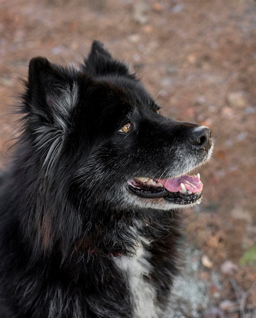 Smiley hermoso perro al aire libre