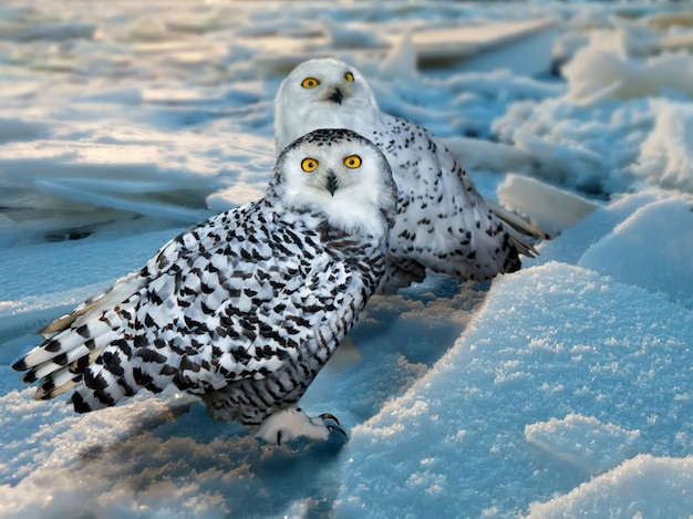 Foto gratuita snowy owl en el área de hielo