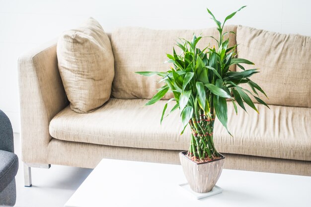 Sofás con una planta en medio encima de una mesa