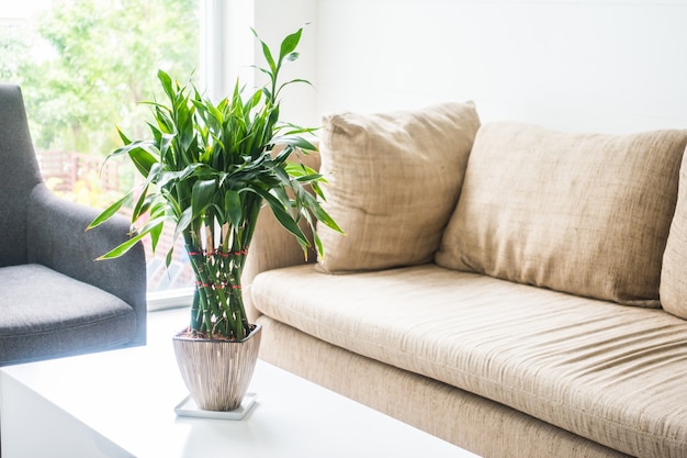 Sofás con una planta en medio encima de una mesa