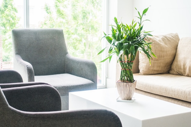 Sofás con una planta en medio encima de una mesa