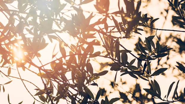 El sol brilla a través de las ramas de un árbol en el bosque