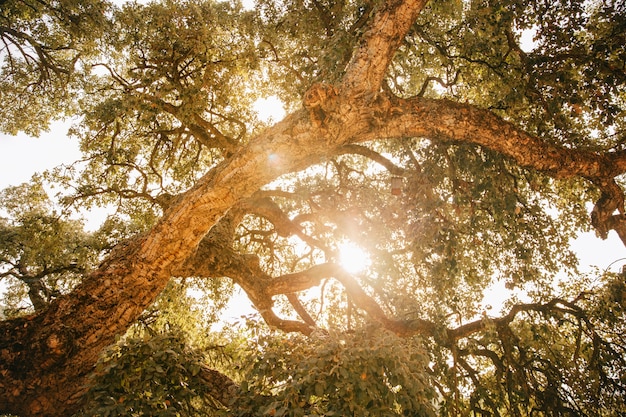 Foto gratuita sol brillando por árbol grande