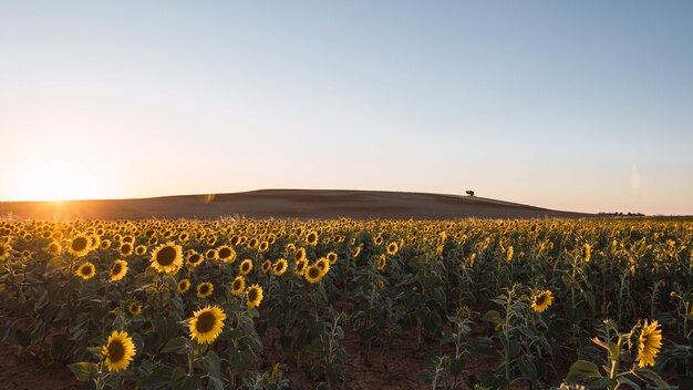 Sol brillando en el campo con hermosos girasoles.