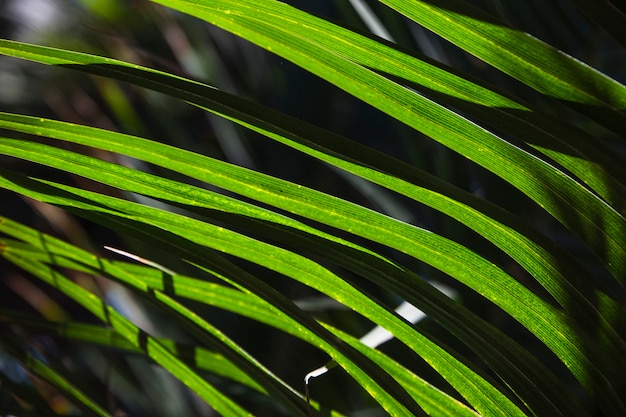 Sol de hojas de hierba tropical