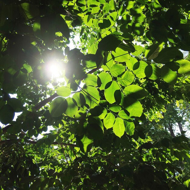 Sol mirando a través de las hojas de los árboles.