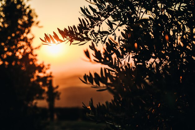 El sol se pone sobre los campos de la Toscana italiana.