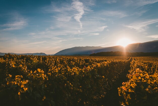 Sol poniéndose detrás de las montañas y cubriendo el viñedo con la luz