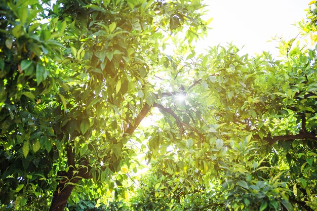 Sol sobre coronas de árboles