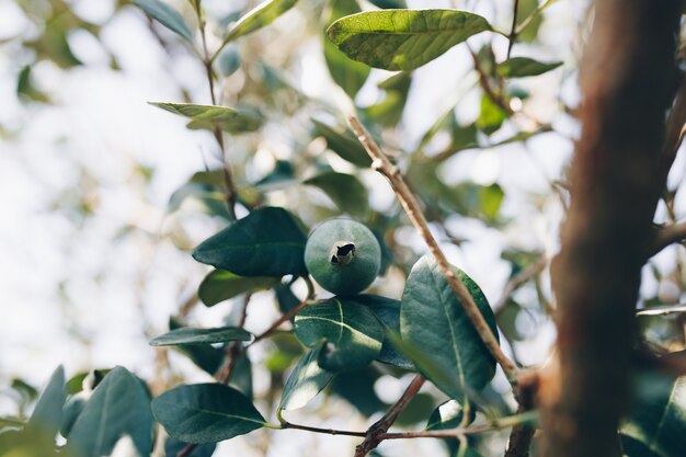 Una sola feijoa en la rama verde.