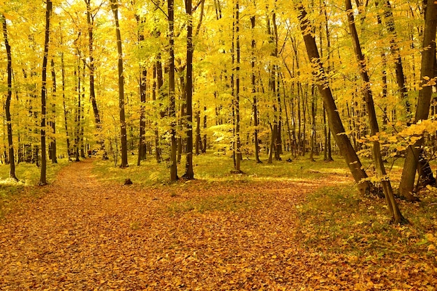 &quot;Soleado parque de otoño&quot;