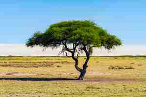 Foto gratuita solo árbol de acacia (camelthorne) con fondo de cielo azul en el parque nacional de etosha, namibia. sudáfrica