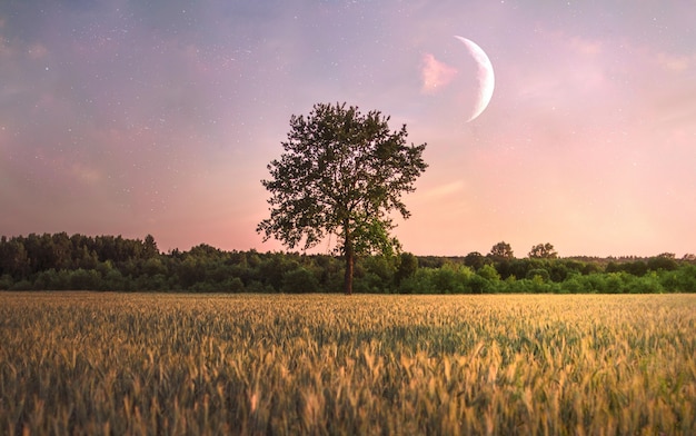 Solo árbol en el campo y una luna sobre él.