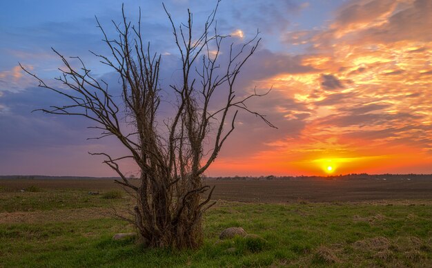 Solo árbol en el campo durante la puesta de sol