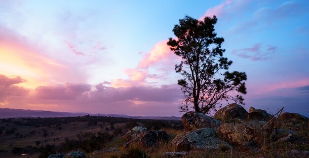 Solo árbol en un desierto con un hermoso cielo nublado al atardecer