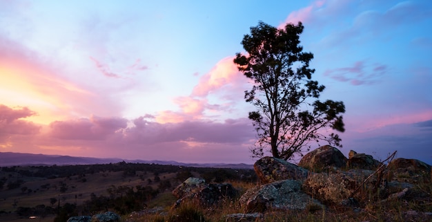 Solo árbol en un desierto con un hermoso cielo nublado al atardecer