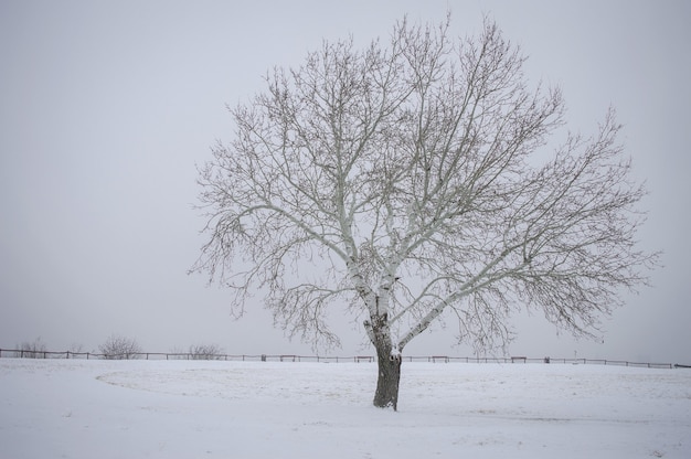 Solo árbol desnudo en un parque cubierto de nieve