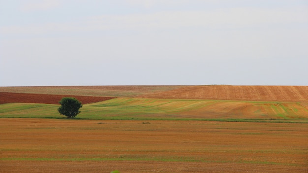 Foto gratuita solo árbol en un hermoso paisaje bajo el cielo despejado