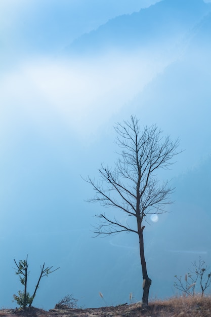 Un solo árbol en la niebla de la madrugada