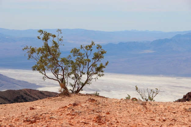 Foto gratuita solo árbol de pinyon mexicano en un desierto cerca del mar rodeado de altas montañas