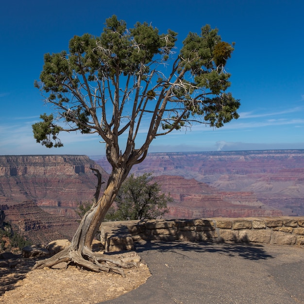 Foto gratuita solo árbol que crece en el borde con una vista increíble de un cañón