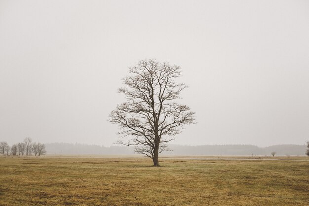 Un solo árbol solitario en un campo en campo brumoso y cielo gris
