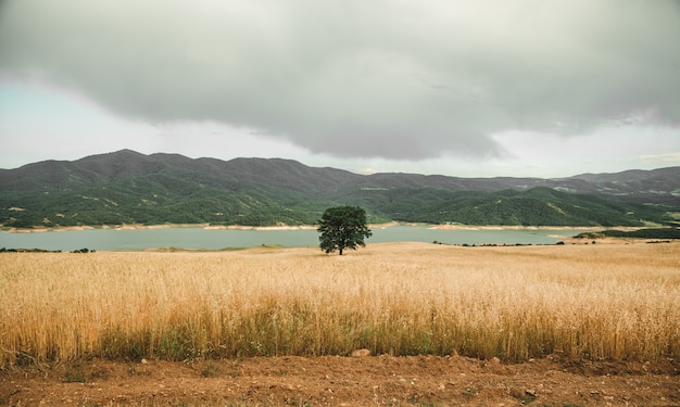 Un solo árbol verde en un campo cerca del mar.