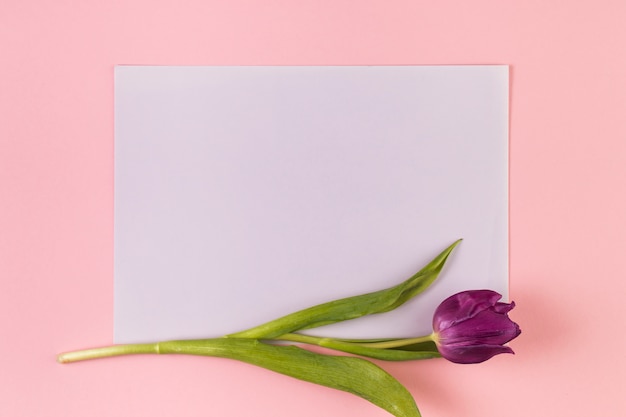 Solo tulipán púrpura sobre papel blanco sobre fondo rosa