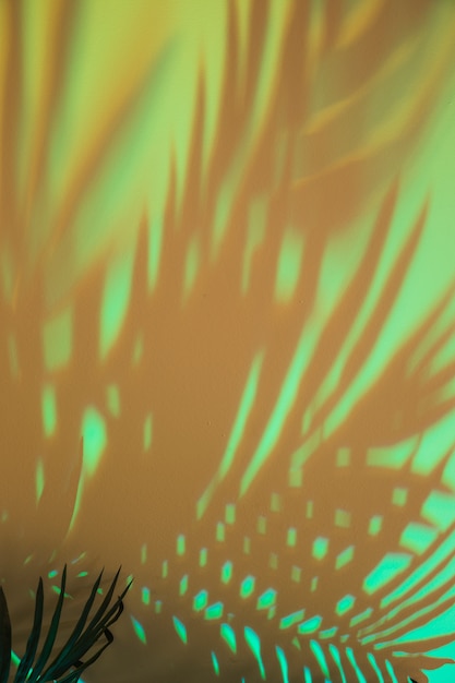 Sombra de hojas de palmera sobre fondo verde