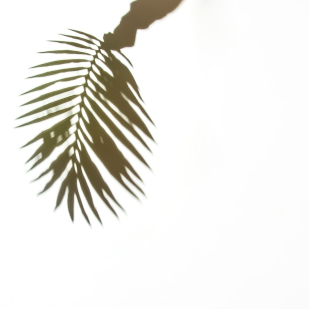 Sombra de la mano que sostiene la hoja de palma en el fondo blanco
