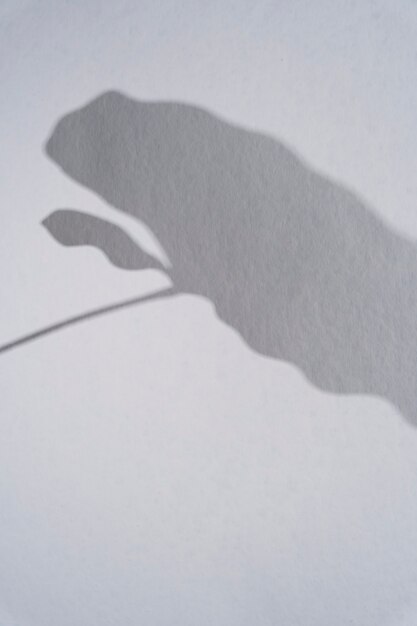 Sombras naturales y abstractas