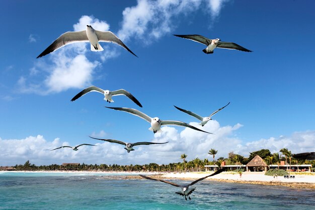 Somes gaviotas volando en un cielo azul en México