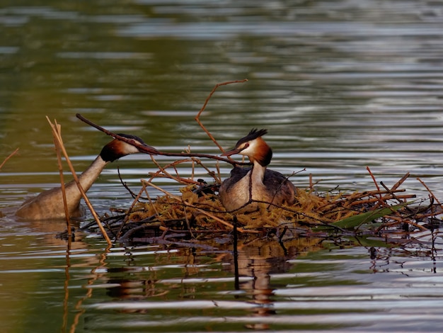 Somormujo con cresta (Podiceps cristatus) nadando en el lago