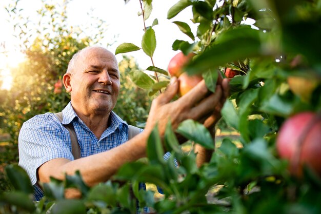 Sonriente hombre trabajador senior recogiendo manzanas en huerto de frutas