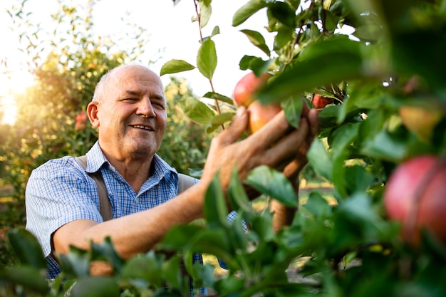 Sonriente hombre trabajador senior recogiendo manzanas en huerto de frutas