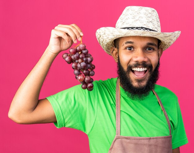 Sonriente joven jardinero afroamericano vistiendo sombrero de jardinería sosteniendo uvas aisladas en la pared rosa