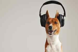Foto gratuita sonriente perro basenji marrón y blanco escuchando música en grandes auriculares inalámbricos negros aislados en blanco