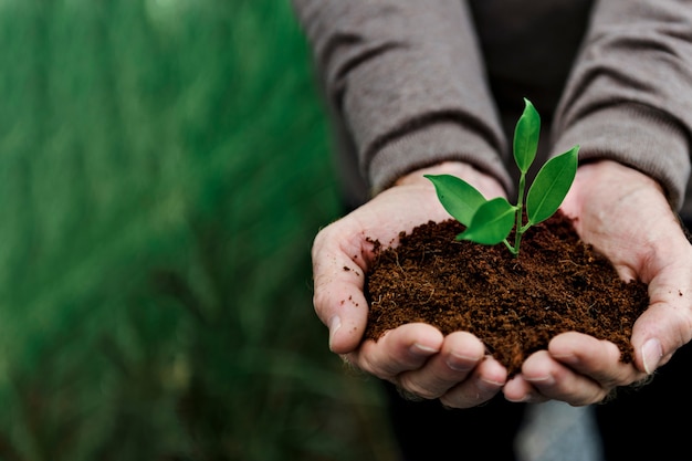 Foto gratuita sostenibilidad de las plantas de conservación del medio ambiente