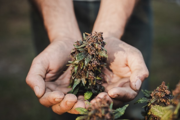Sosteniendo un agricultor sosteniendo una hoja de cannabis.