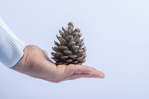 Sosteniendo un cono de roble natural en la mano