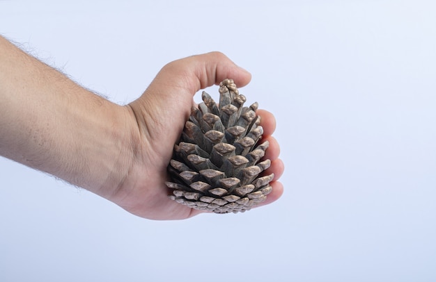 Sosteniendo un cono de roble natural en la mano