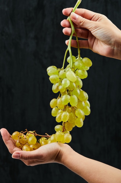 Sosteniendo un racimo de uvas blancas frescas sobre fondo negro. Foto de alta calidad