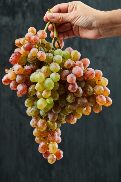 Sosteniendo un racimo de uvas rojas sobre fondo oscuro. Foto de alta calidad