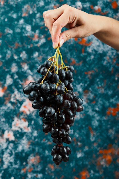 Sosteniendo uvas negras sobre fondo azul. Foto de alta calidad