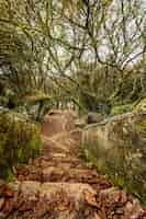 Foto gratuita sot de alto ángulo vertical de un camino en un bosque