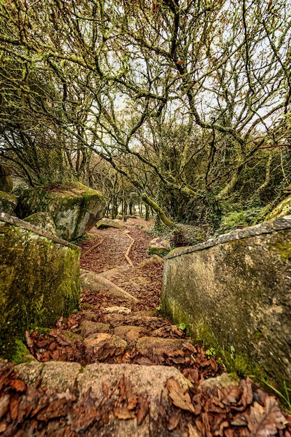 Sot de alto ángulo vertical de un camino en un bosque