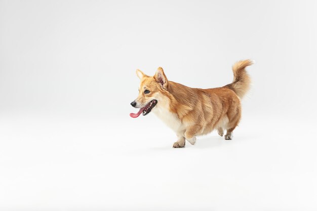 ¿Soy lindo o no? Cachorro de pembroke Welsh Corgi en movimiento. Lindo perrito o mascota mullida está jugando aislado sobre fondo blanco. Foto de estudio. Espacio negativo para insertar su texto o imagen.