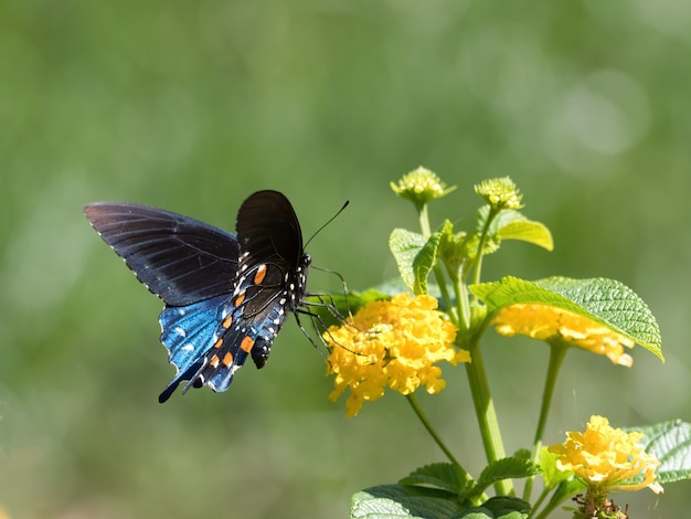 Spicebush Swallowtail butterfly sentada sobre una flor
